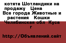 котята Шотландики на продажу › Цена ­ 5 000 - Все города Животные и растения » Кошки   . Челябинская обл.,Куса г.